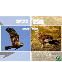 گونه سنقر تالابی Western Marsh Harrier